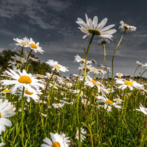 image fields_hr_0010-jpg