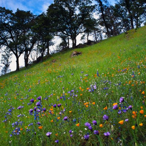 image fields_hr_0011-jpg