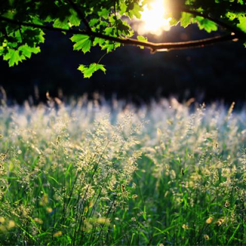 image fields_hr_0014-jpg