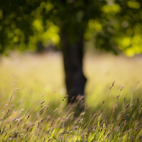 image fields_hr_0021-jpg