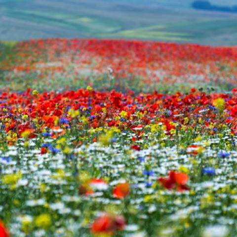 image fields_lr_0001-jpg