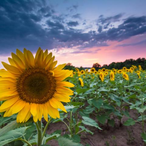 image fields_lr_0003-jpg