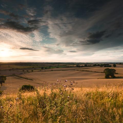 image fields_lr_0004-jpg