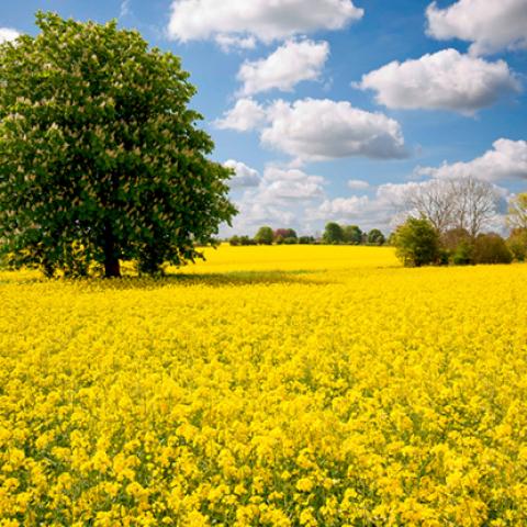image fields_lr_0005-jpg