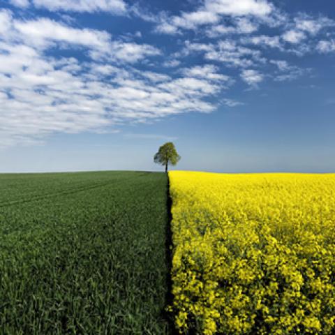 image fields_lr_0006-jpg