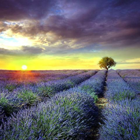 image fields_lr_0007-jpg