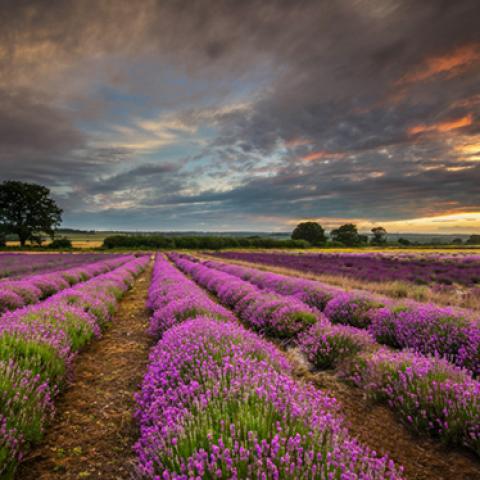 image fields_lr_0008-jpg