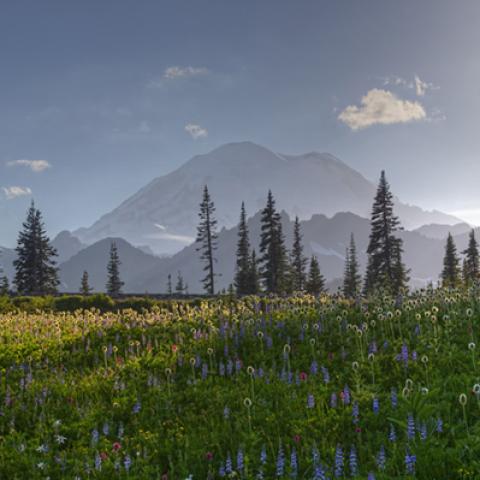 image fields_lr_0009-jpg