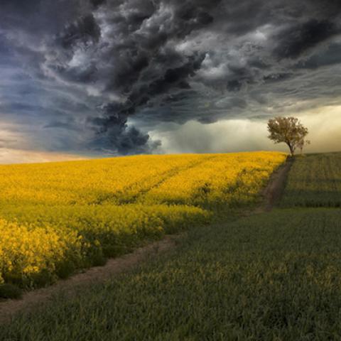 image fields_lr_0012-jpg