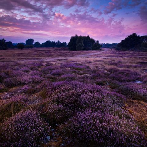 image fields_lr_0013-jpg