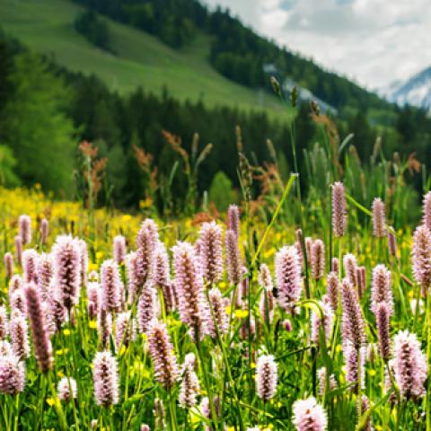 image fields_lr_0015-jpg