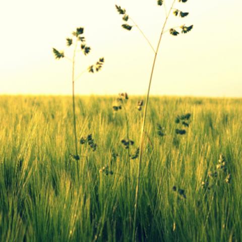 image fields_lr_0018-jpg