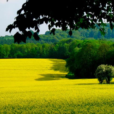 image fields_lr_0020-jpg