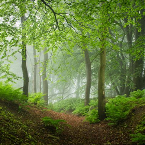 image fog_hr_0001-jpg