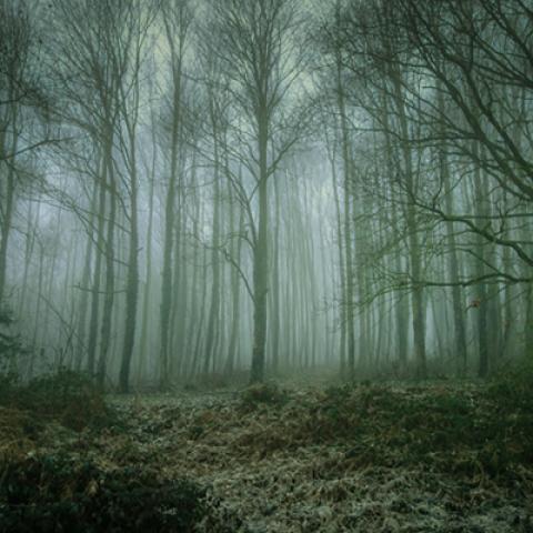 image fog_hr_0002-jpg