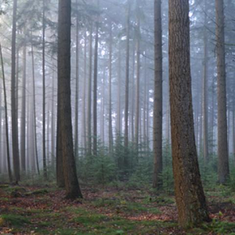 image fog_hr_0003-jpg