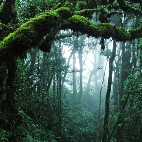image fog_hr_0004-jpg