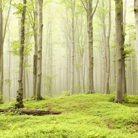 image fog_hr_0005-jpg