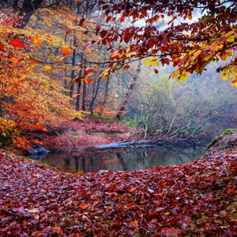 image fog_hr_0006-jpg