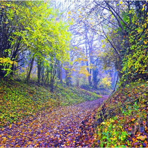 image fog_hr_0009-jpg