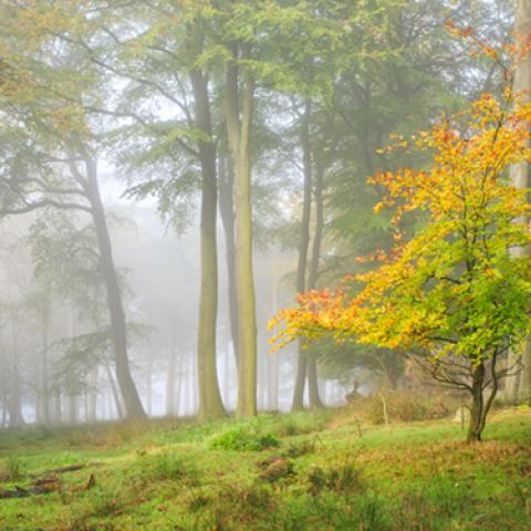 image fog_hr_0010-jpg