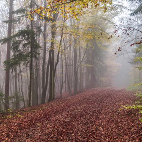 image fog_hr_0011-jpg
