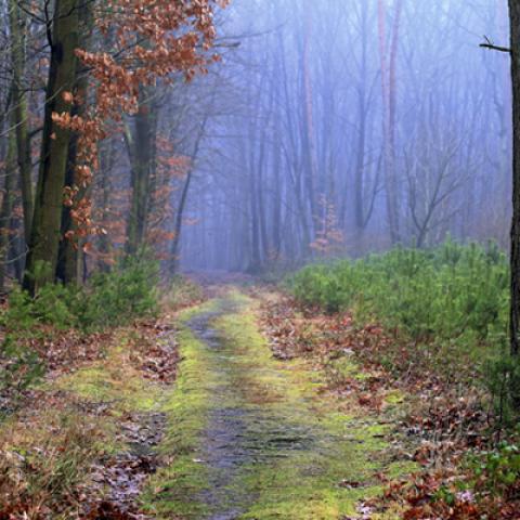 image fog_hr_0012-jpg