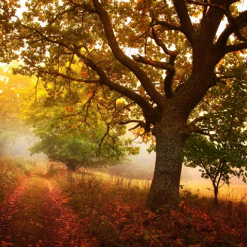 image fog_hr_0013-jpg