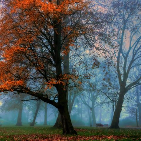 image fog_hr_0014-jpg