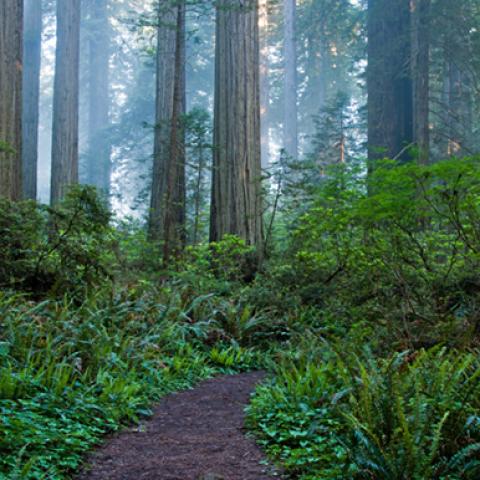 image fog_hr_0015-jpg