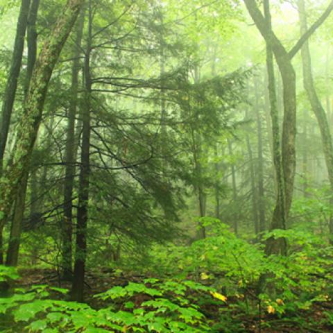 image fog_hr_0016-jpg