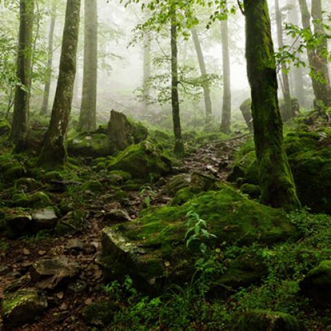 image fog_hr_0017-jpg
