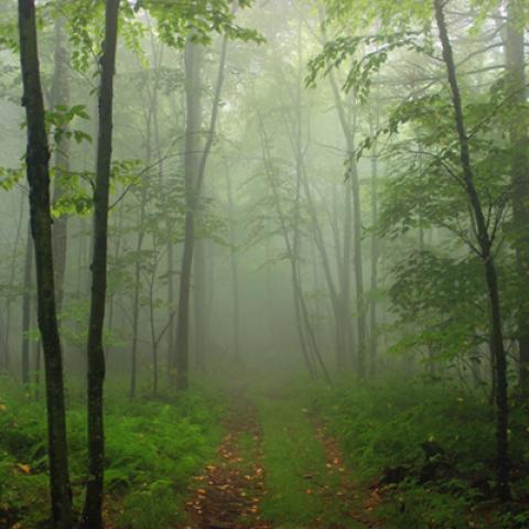 image fog_hr_0018-jpg