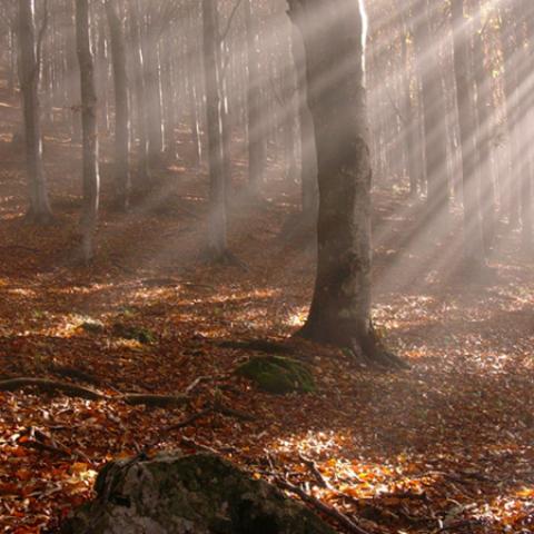 image fog_lr_0001-jpg