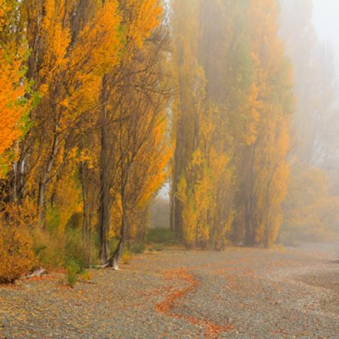 image fog_lr_0002-jpg