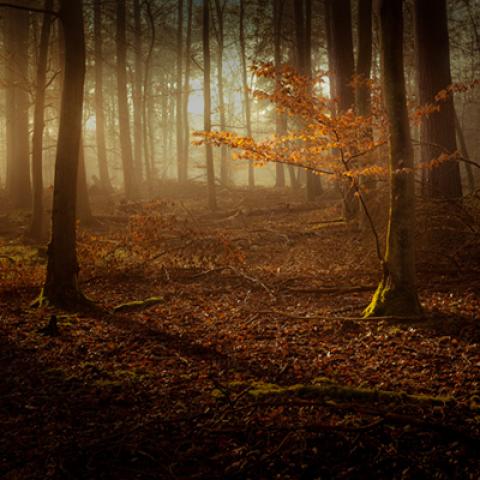 image fog_lr_0006-jpg