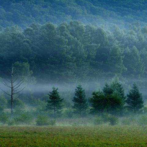 image fog_lr_0007-jpg