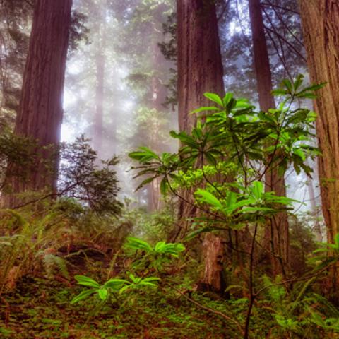 image fog_lr_0009-jpg