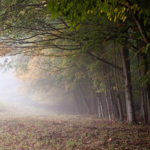 image fog_lr_0010-jpg