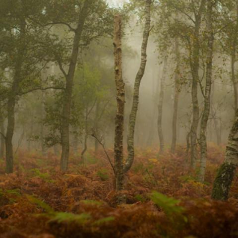 image fog_lr_0011-jpg