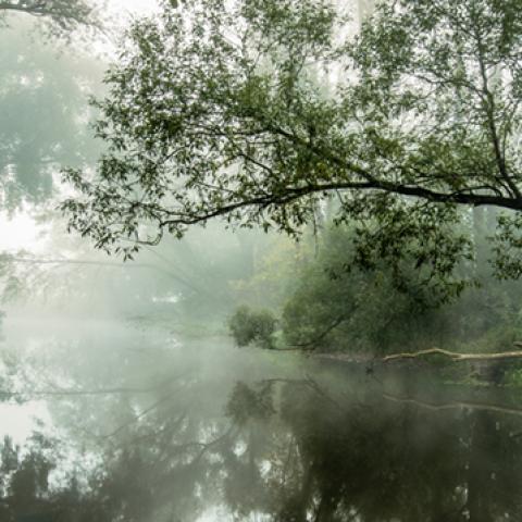 image fog_lr_0015-jpg