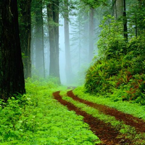 image fog_lr_0019-jpg