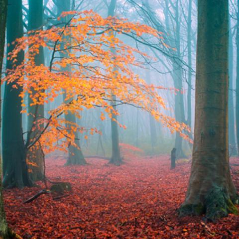 image fog_lr_0020-jpg