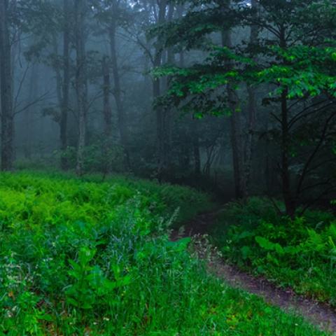 image fog_lr_0021-jpg
