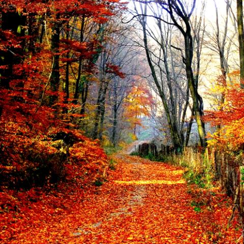 image fog_lr_0023-jpg
