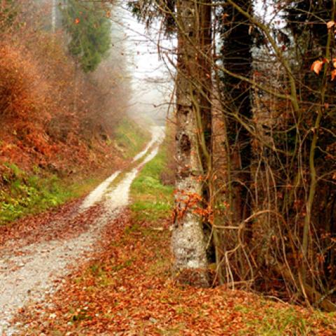 image fog_lr_0024-jpg