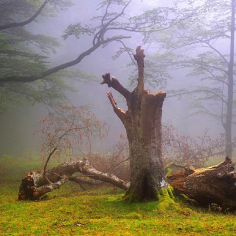 image fog_lr_0025-jpg