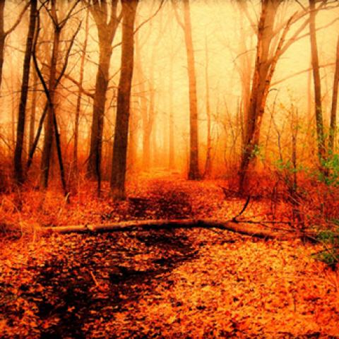 image fog_lr_0027-jpg