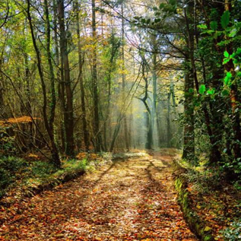 image forests_and_trees_hr_0001-jpg