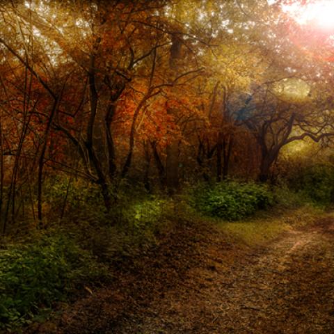 image forests_and_trees_hr_0003-jpg